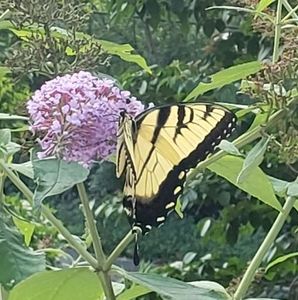 Meet your Posher, Maryanne